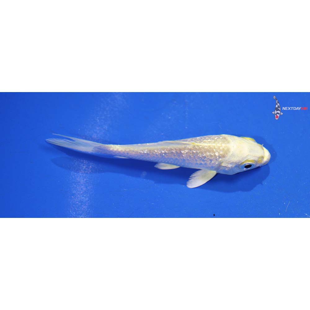 3.5” Imported Gin Rin Lemon Hariwake