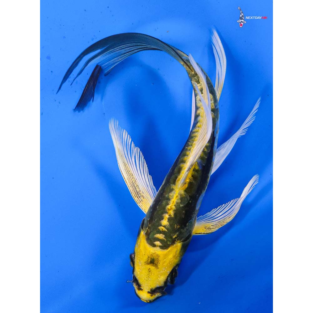 5” Imported Kin Kikokuryu Butterfly Koi