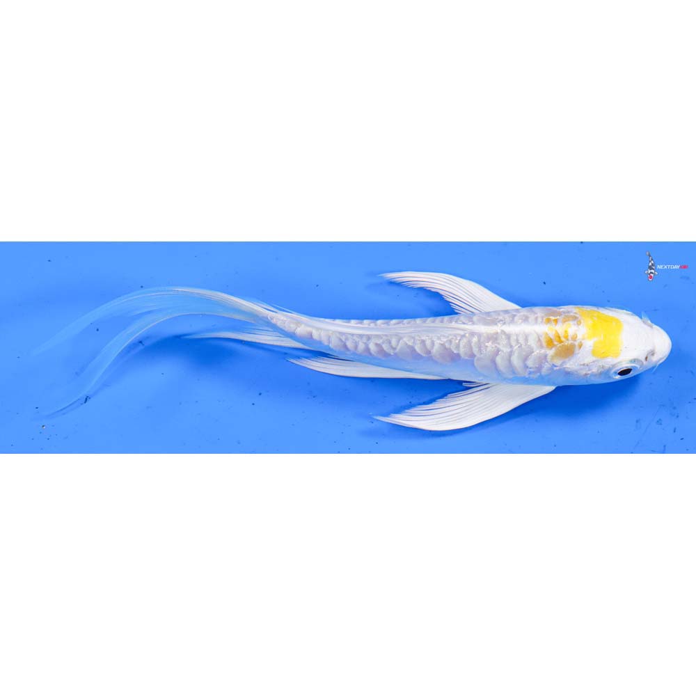 5.5” Imported Doitsu Lemon Hariwake Butterfly Koi