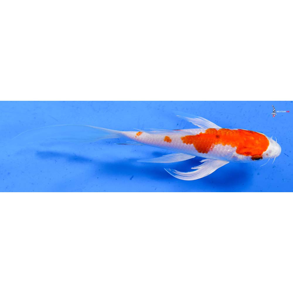 5.5” Imported Hariwake Butterfly Koi