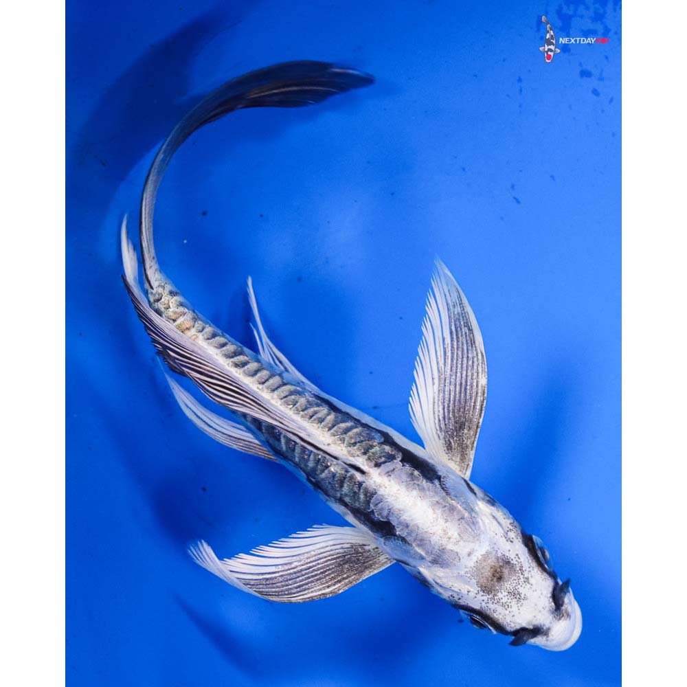 5.5” Imported Kikokuryu Butterfly Koi