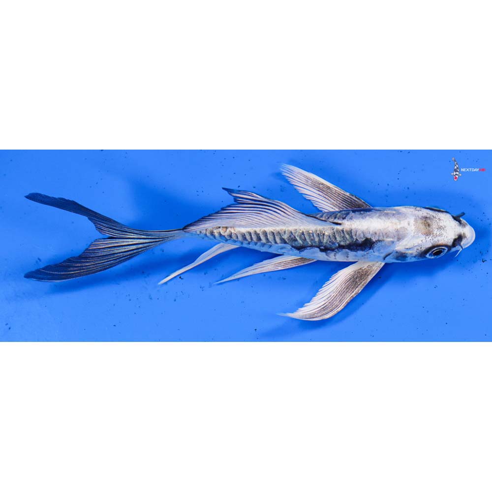 5.5” Imported Kikokuryu Butterfly Koi
