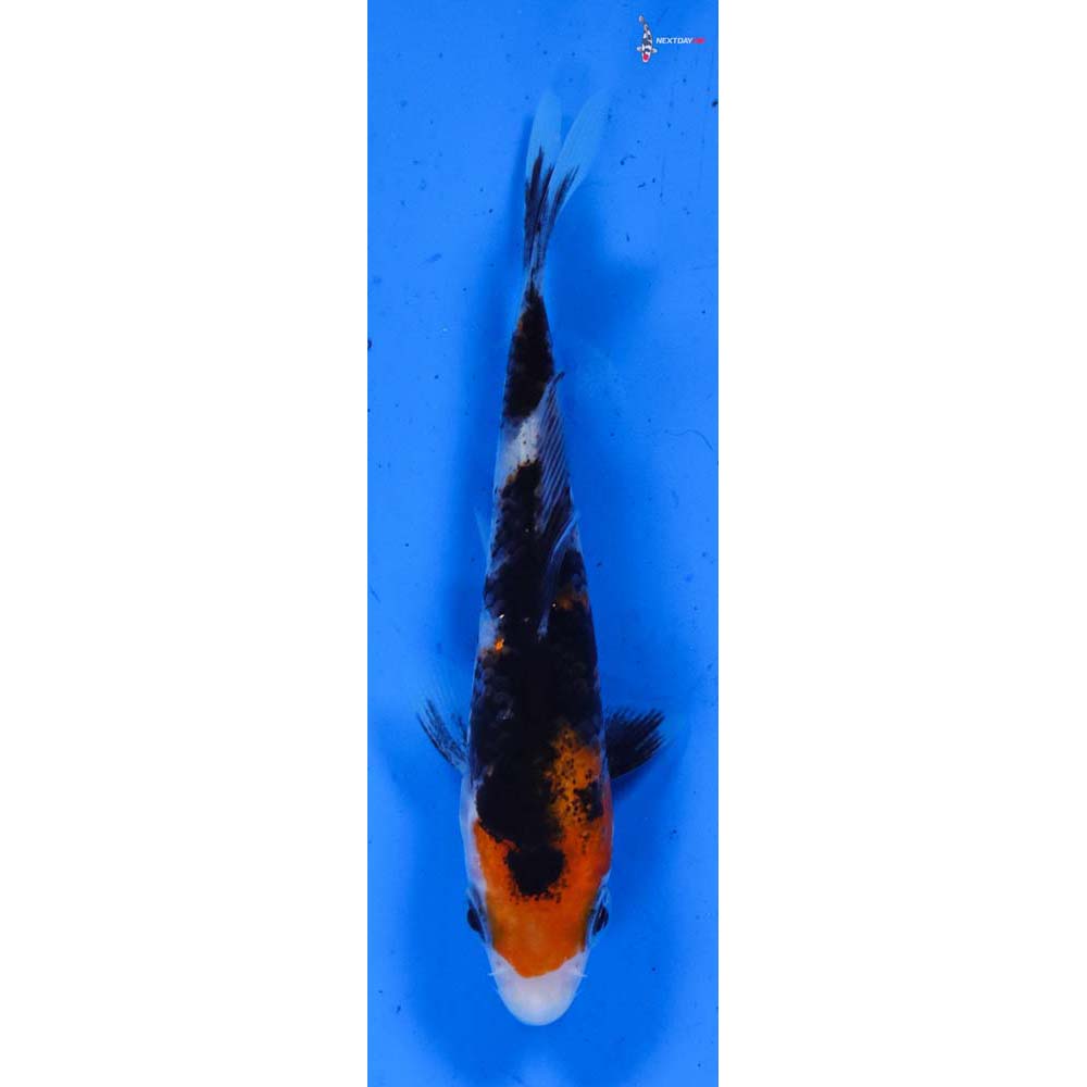 3.5” Imported Sanke