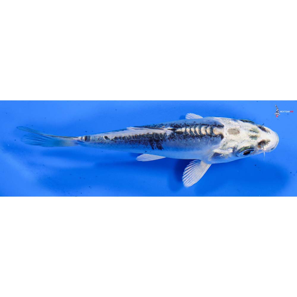 3.5” Imported Doitsu Blue Gin Matsuba
