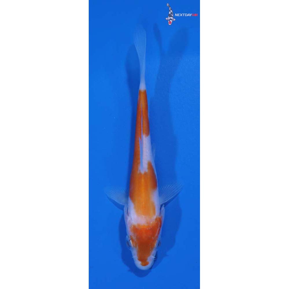 3” Imported Doitsu Kohaku