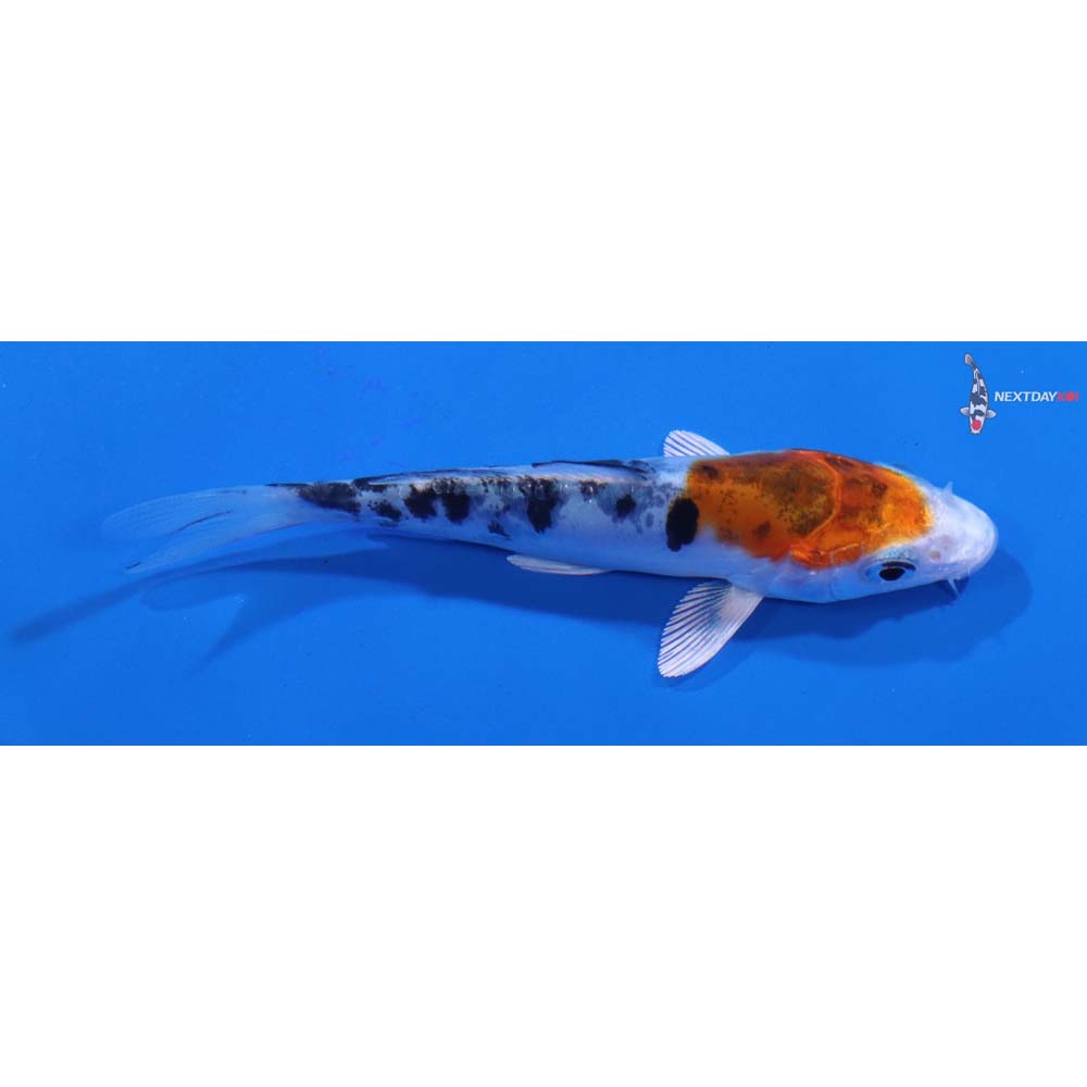 3.5” Imported Heisei Nishiki