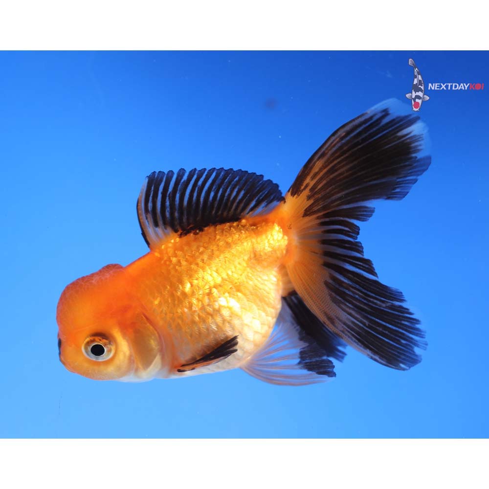 3.5” Imported Red and Black Oranda