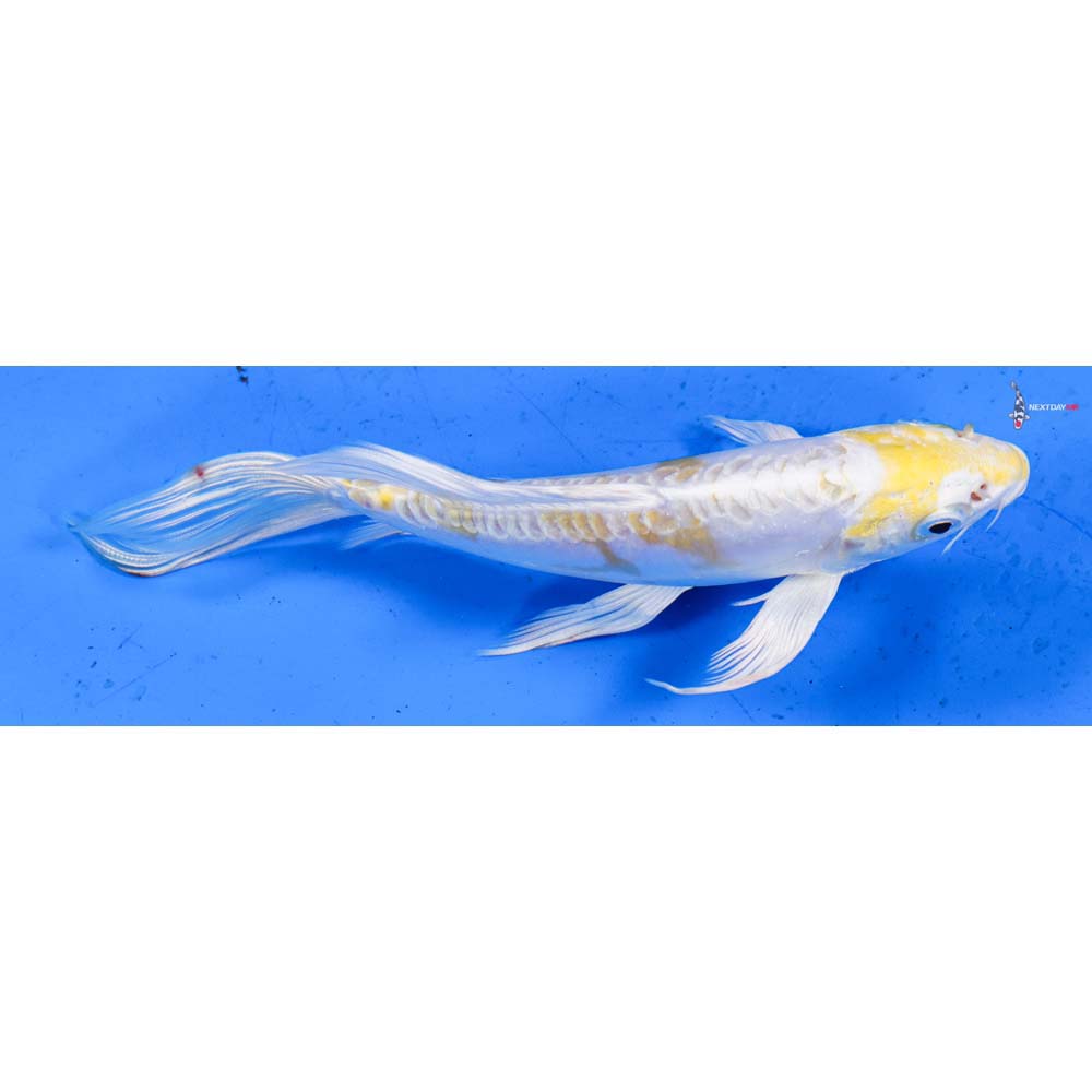 5.5” Imported Doitsu Lemon Hariwake Butterfly Koi