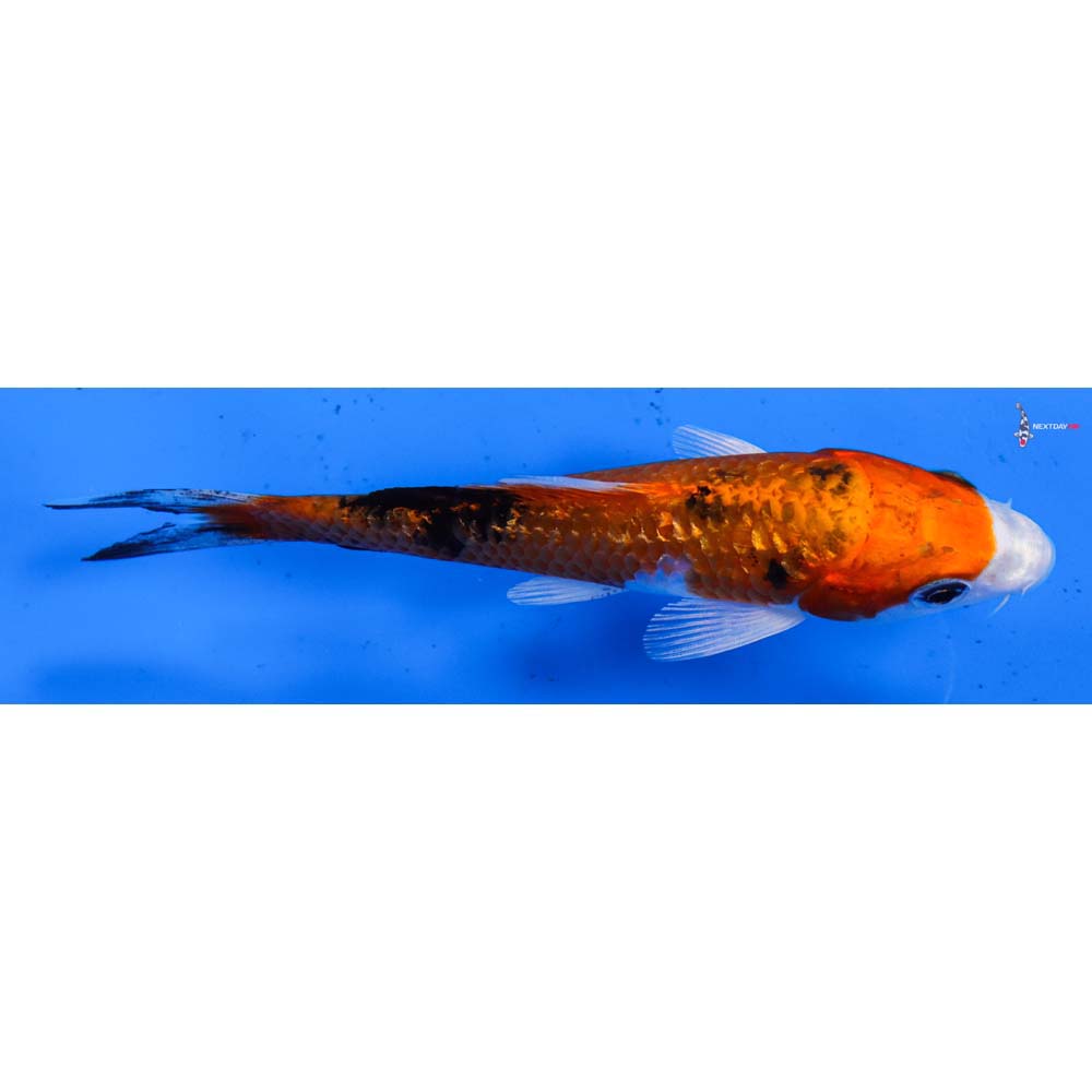 4.5” Imported Gin Rin Yamato Nishiki
