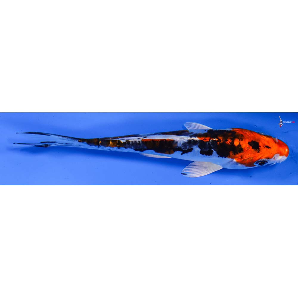 5” Imported Heisei Nishiki