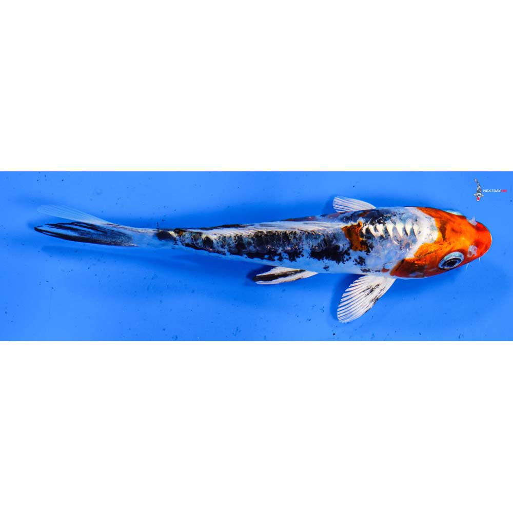 5” Imported Heisei Nishiki