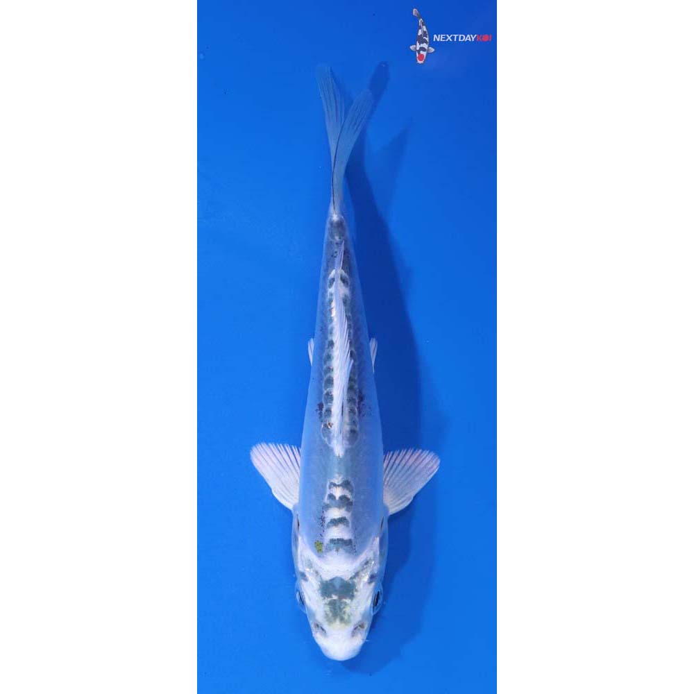 4.5” Imported Doitsu Kujaku