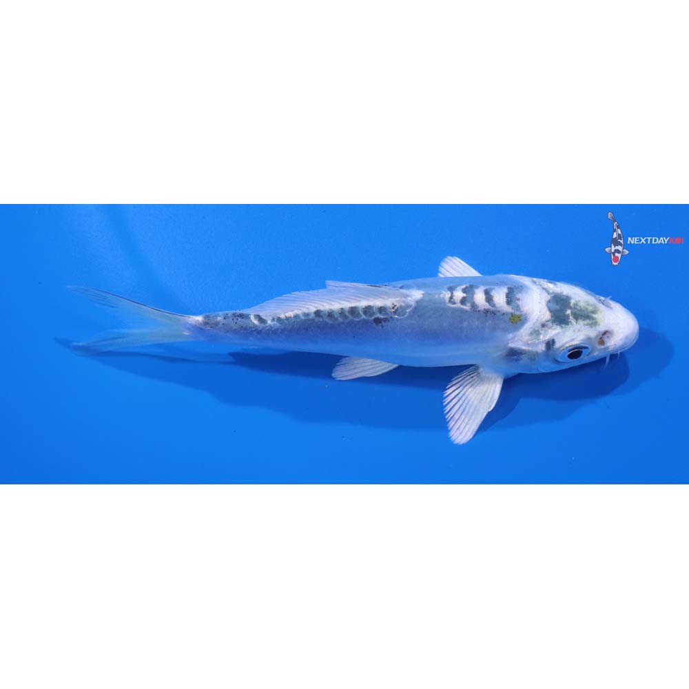 4.5” Imported Doitsu Kujaku