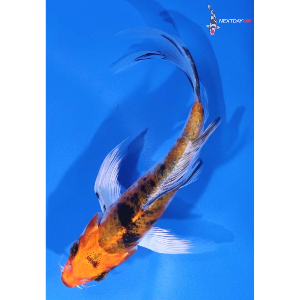 5” Imported Yamato Nishiki Butterfly Koi