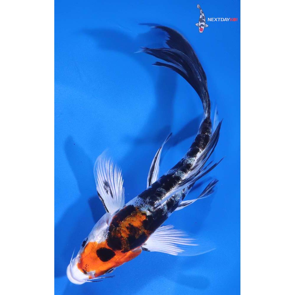 5.5” Imported Heisei Nishiki Butterfly Koi