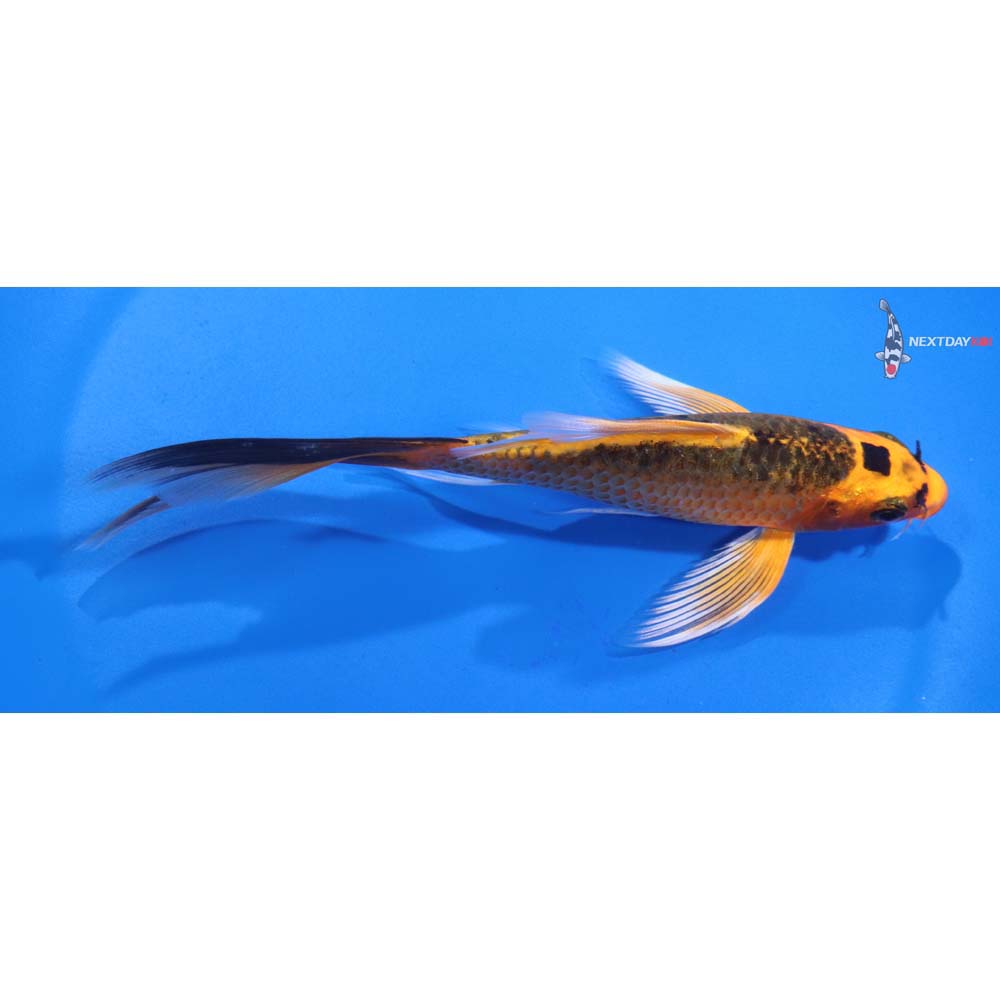 5.5” Imported Orenji Matsuba Butterfly Koi