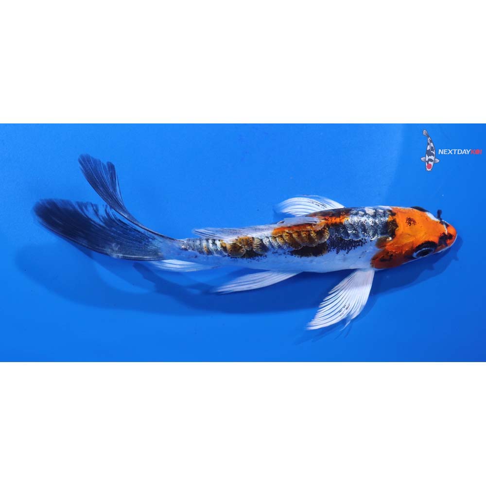 5.5” Imported Gin Rin Kin Kikokuryu Butterfly Koi