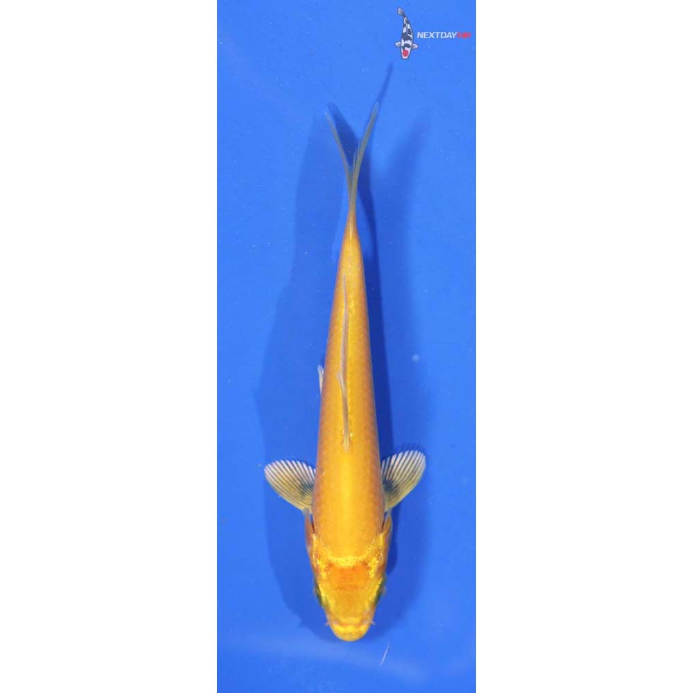 3.5” Imported Yamabuki Ogon