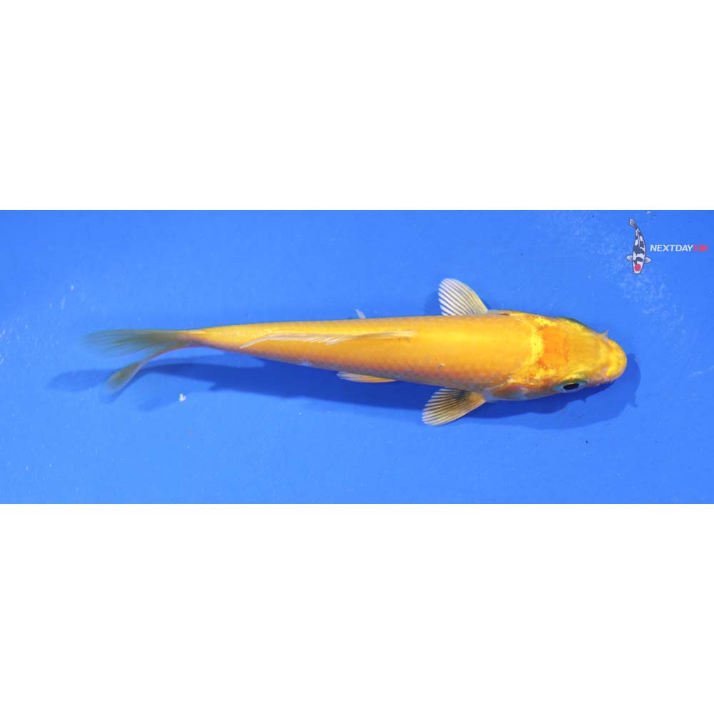 3.5” Imported Yamabuki Ogon