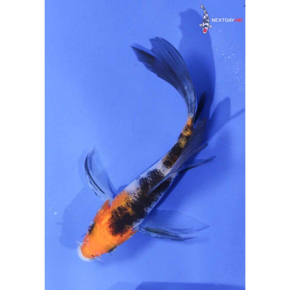3.5” Imported Sanke Butterfly Koi