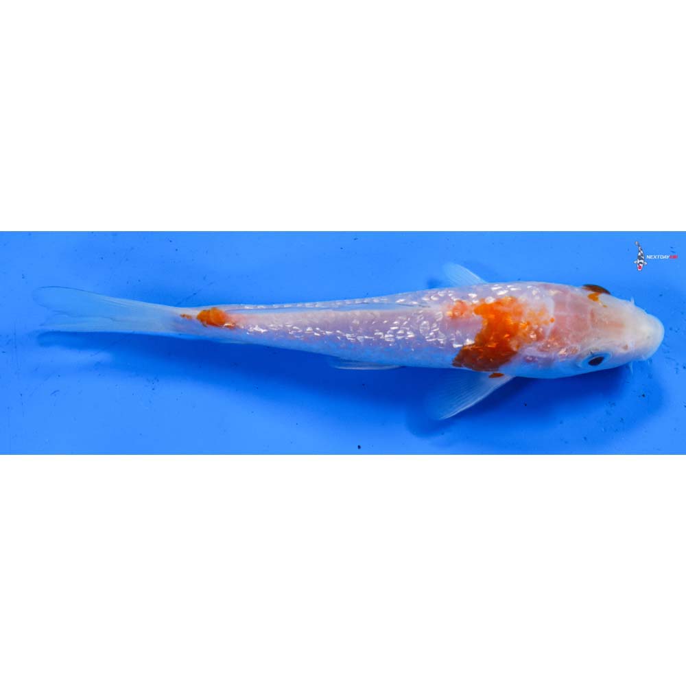 6” Imported Gin Rin Kohaku