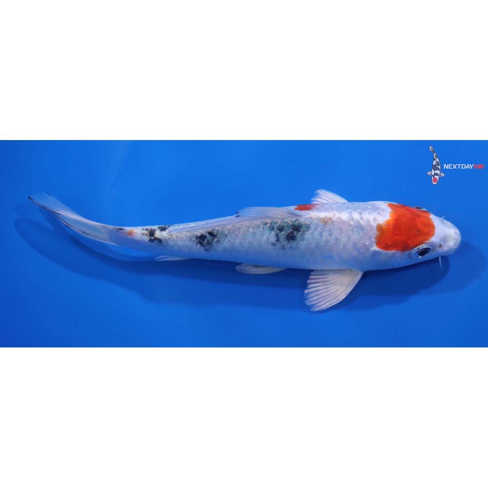 6.5” Imported Yamato Nishiki
