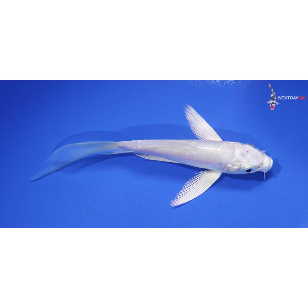 4.5” Imported Doitsu Platinum Ogon Butterfly Koi