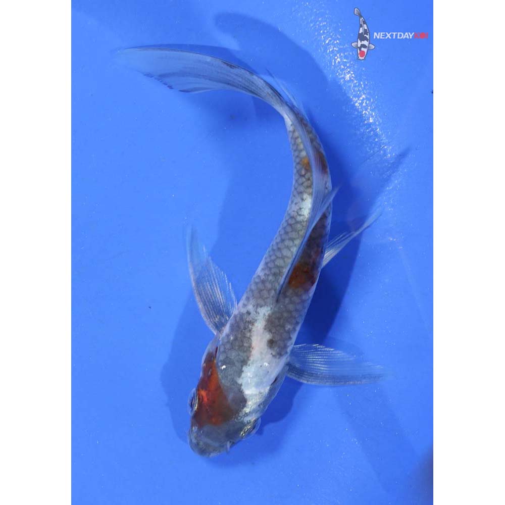 4.5” Imported Ochiba Shigure Butterfly Koi