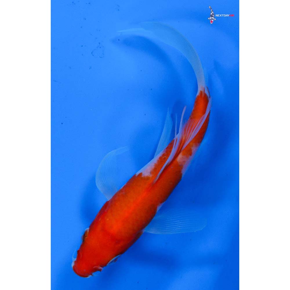 5” Imported Kohaku Butterfly Koi