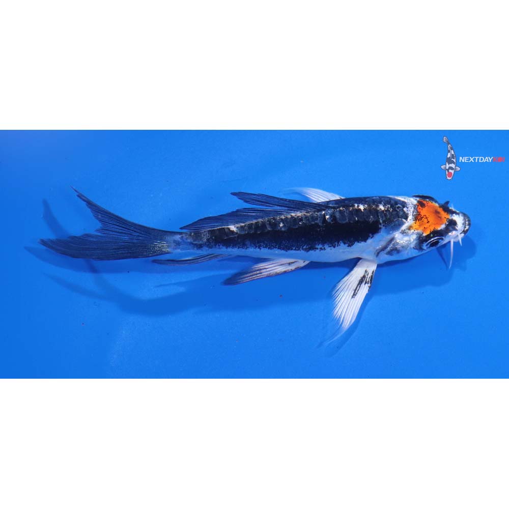4” Imported Kin Kikokuryu Butterfly Koi
