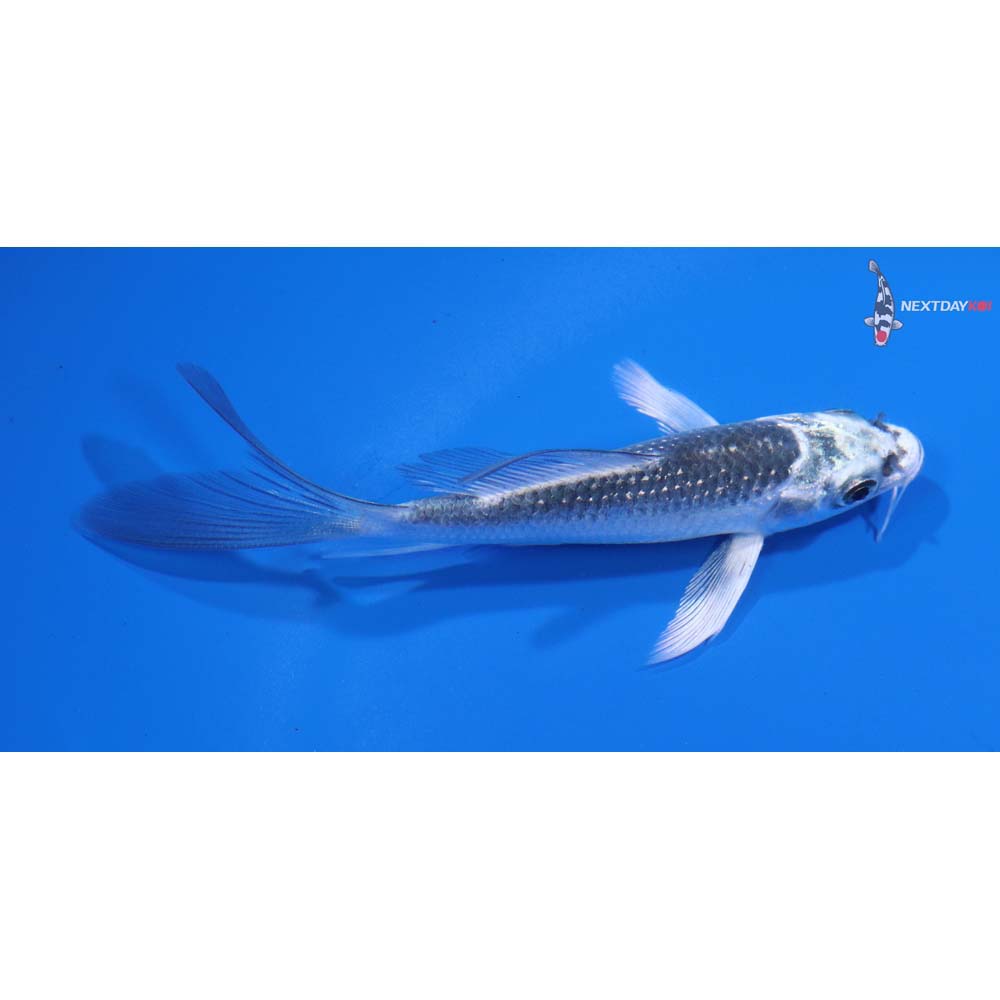 4” Imported Gin Rin Gin Matsuba Butterfly Koi