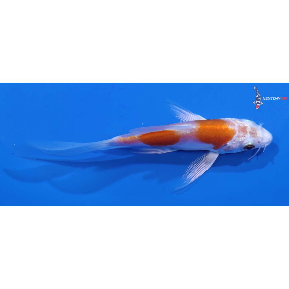 3.5” Imported Kikusui Butterfly Koi