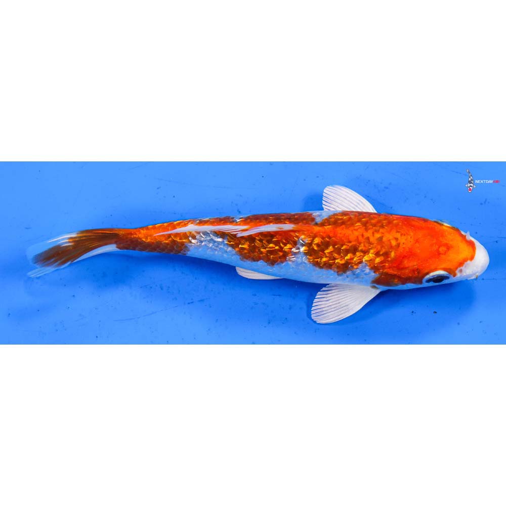 6.5” Imported Gin Rin Hariwake