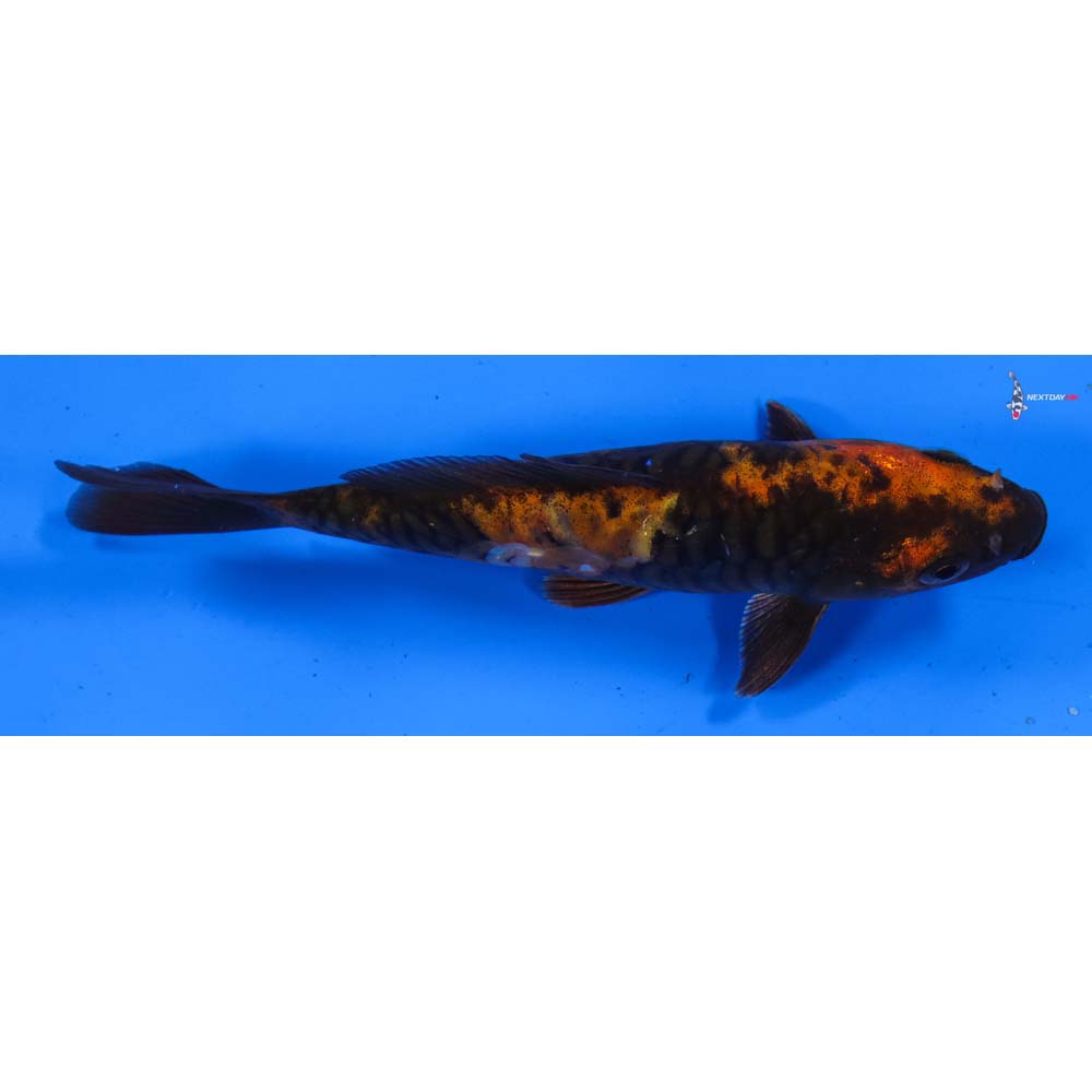 6” Imported Armor Scaled Kin Hi Utsuri