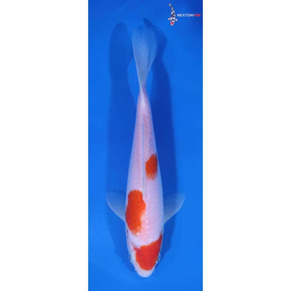 7” Imported Kohaku
