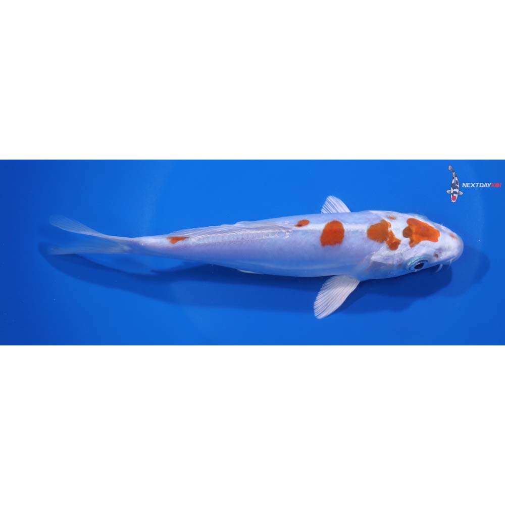 7” Imported Heisei Nishiki