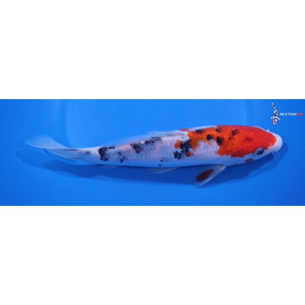 7.5” Imported Sanke