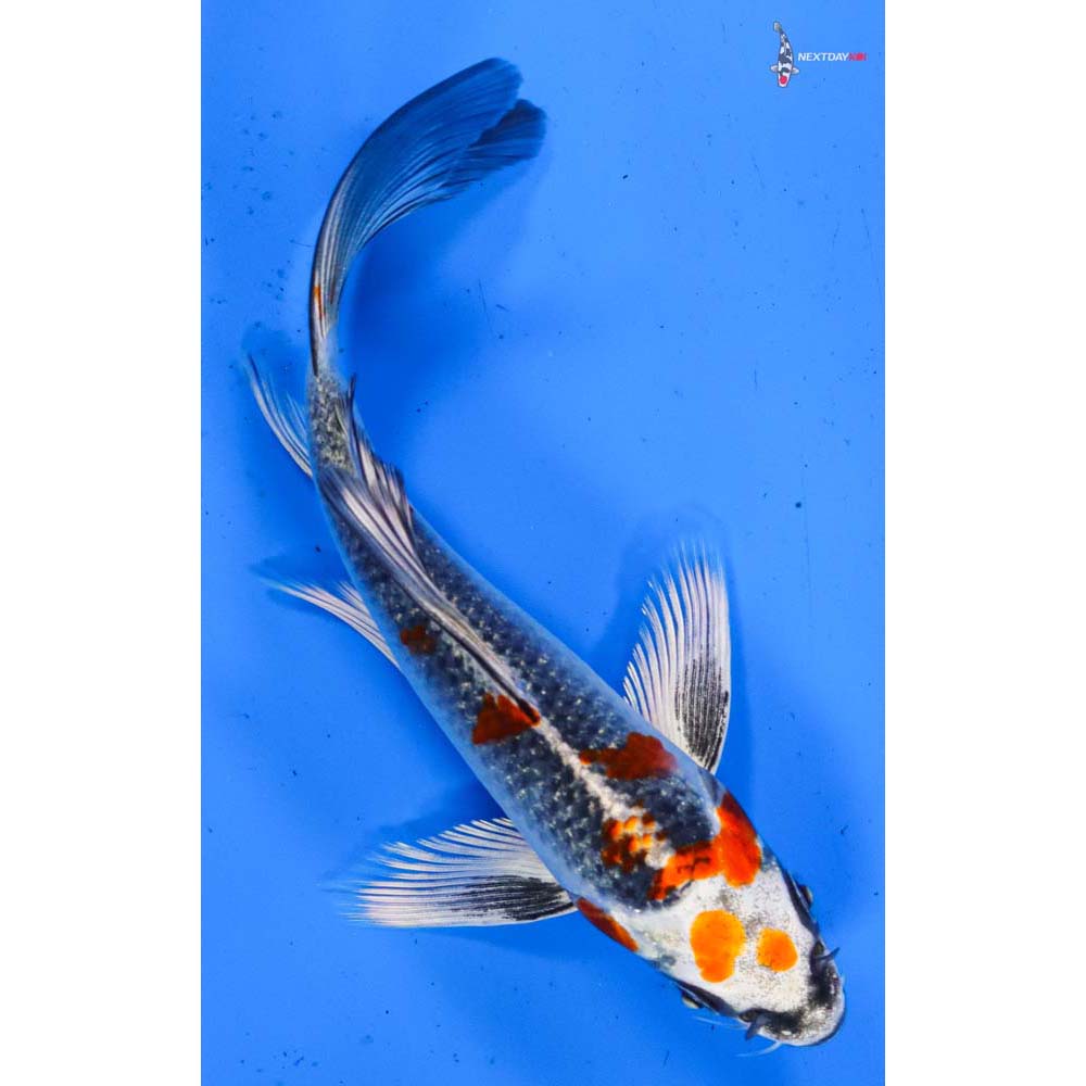 6” Imported Kujaku Butterfly Koi