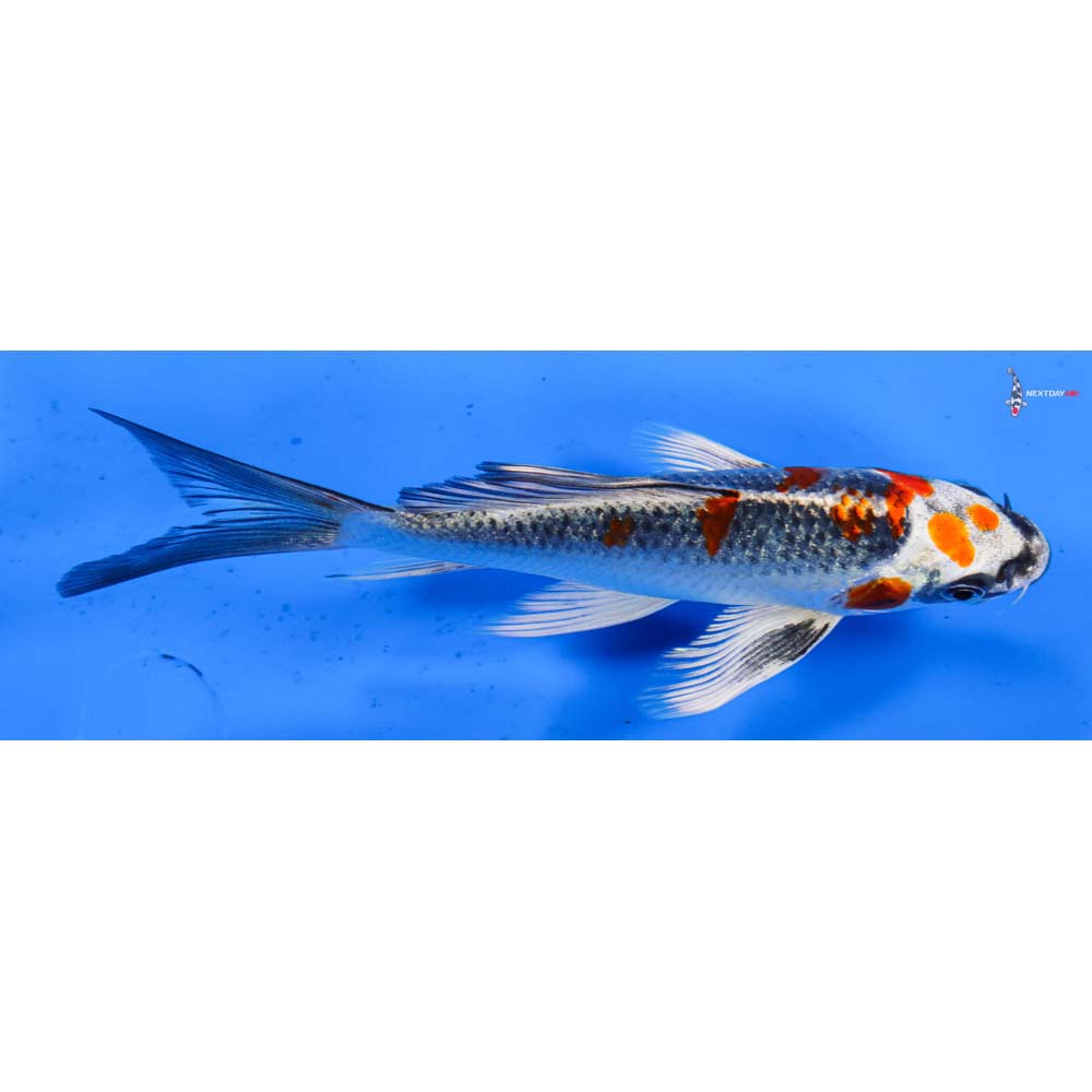 6” Imported Kujaku Butterfly Koi