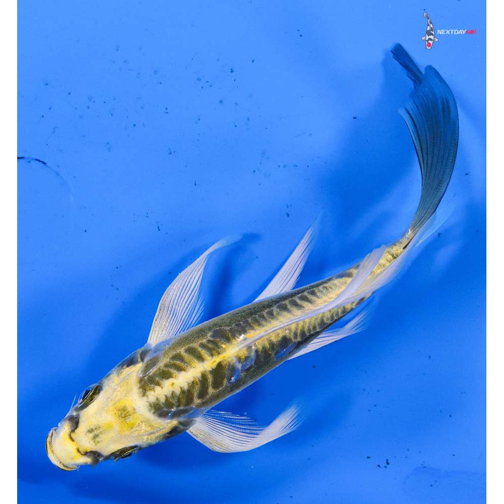 5.5” Imported Kin Kikokuryu Butterfly Koi