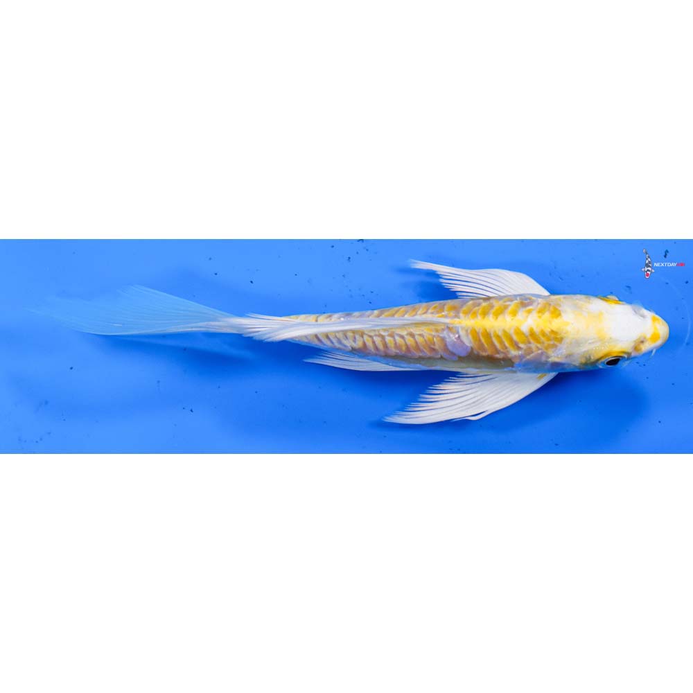6” Imported Doitsu Lemon Hariwake Butterfly Koi