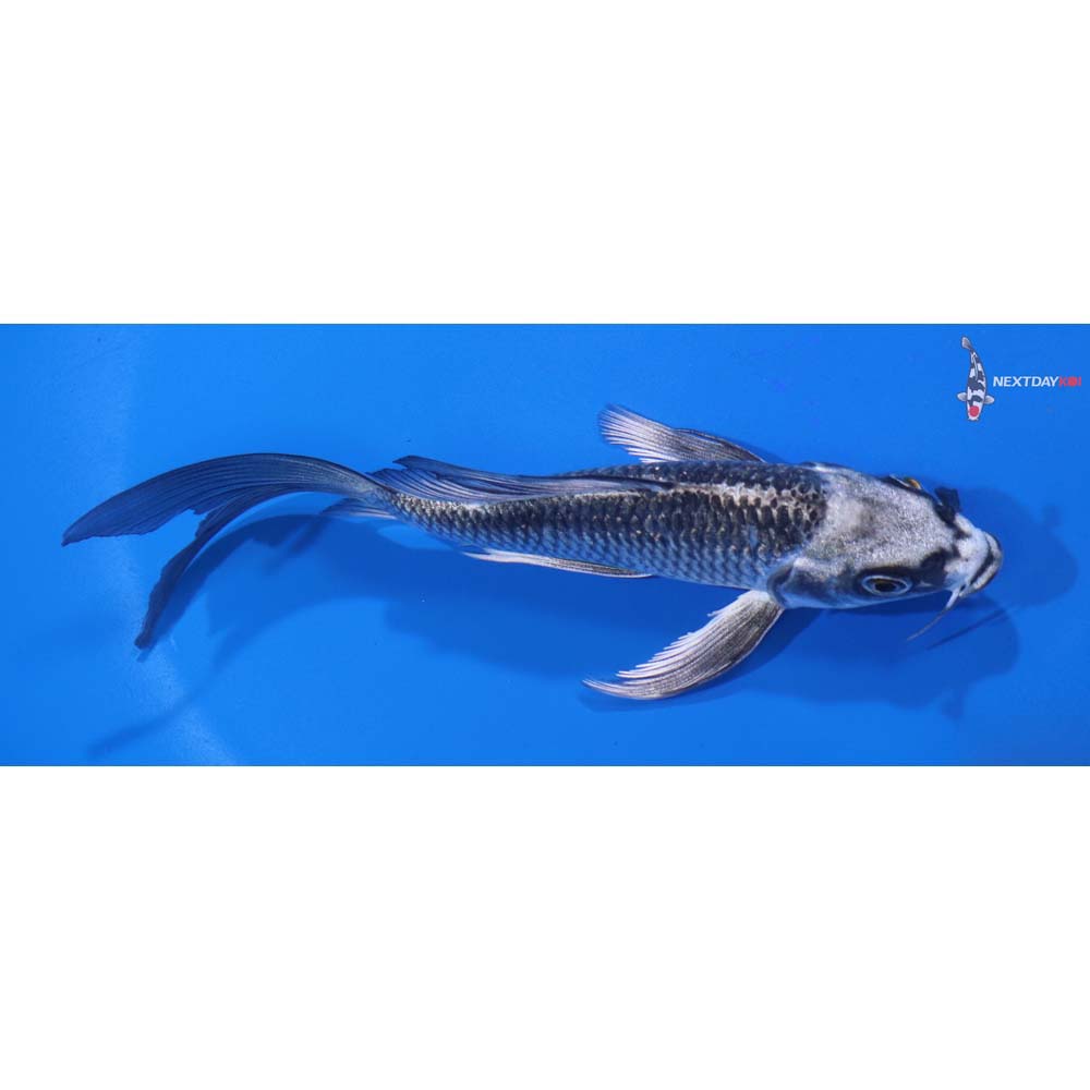 5” Imported Gin Matsuba Butterfly Koi