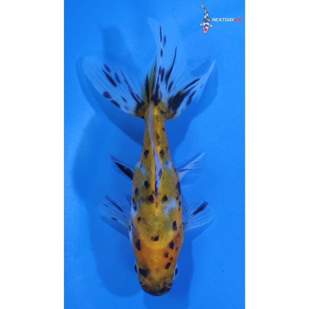 3.5” Imported Calico Fantail
