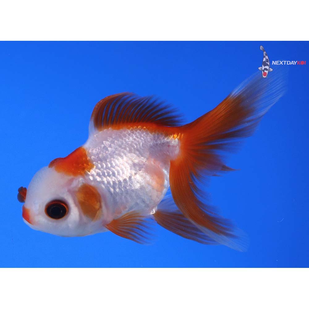 3” Imported Red and White Oranda