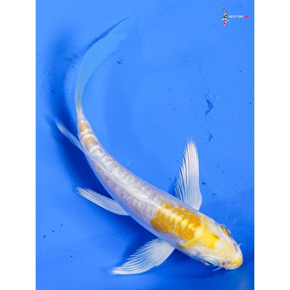 4” Imported Doitsu Lemon Hariwake Butterfly Koi