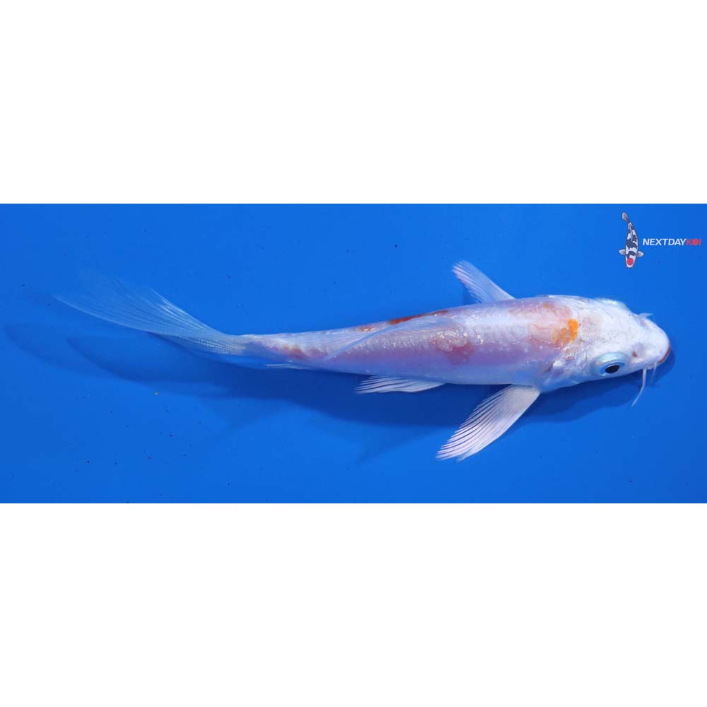 4” Imported Kikusui Butterfly Koi