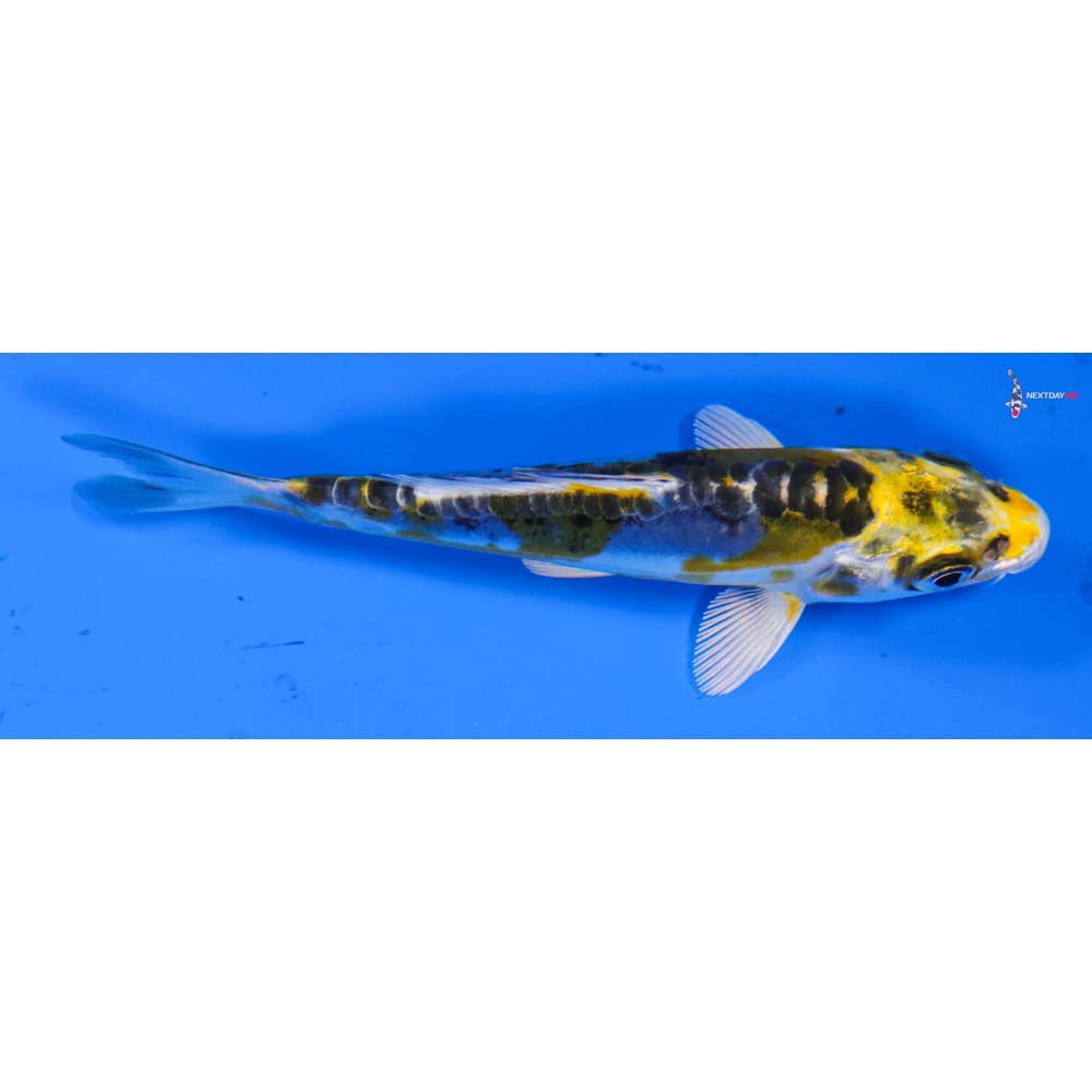 3.5” Imported Doitsu Kujaku