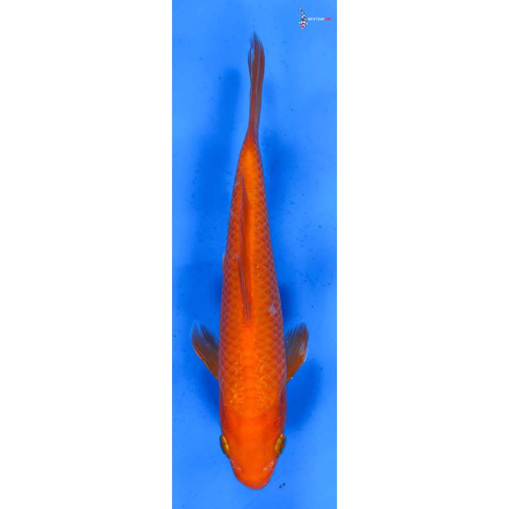 7” Imported Chagoi