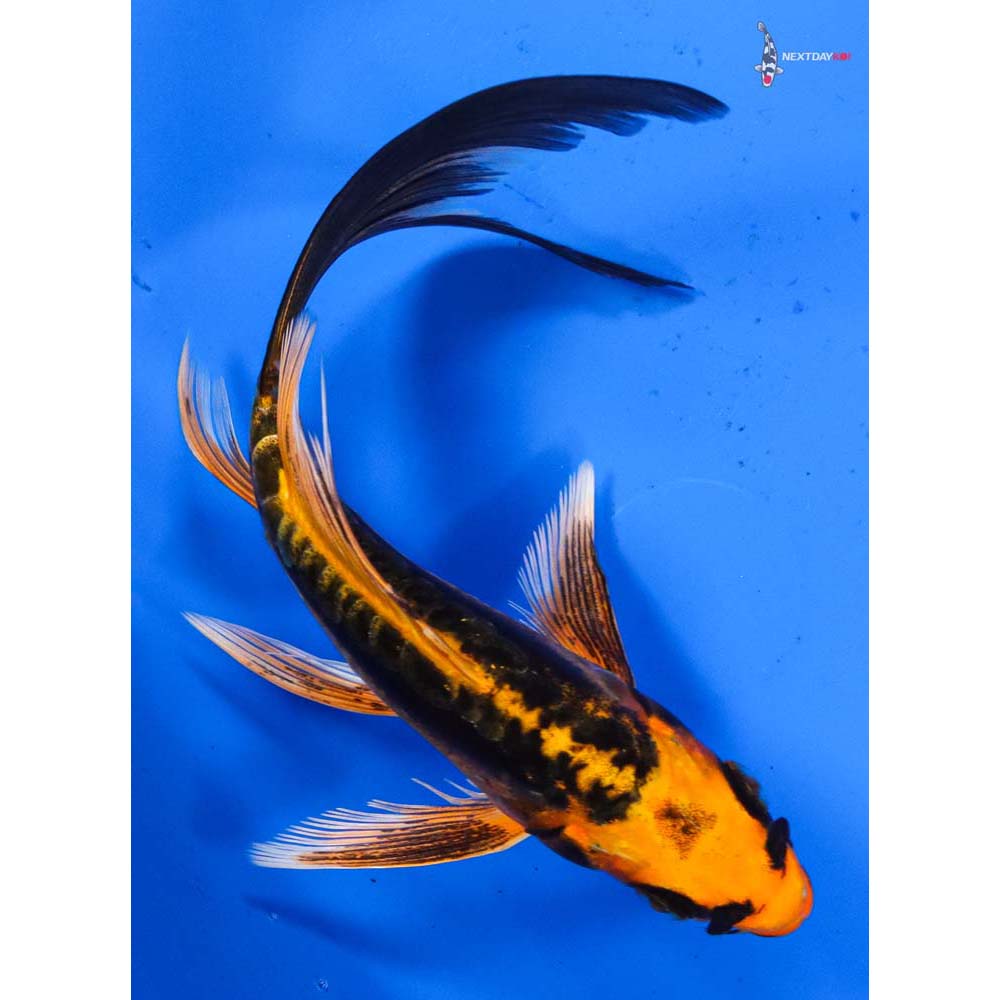 6” Imported Kin Kikokuryu Butterfly Koi