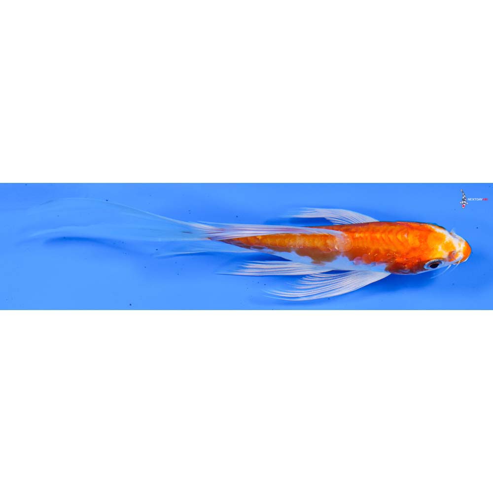 5.5” Imported Kikusui Butterfly Koi